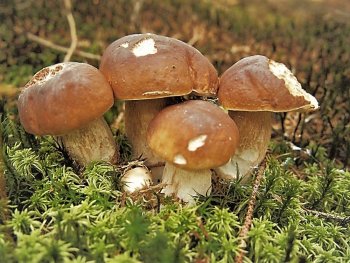 Răsad de ciuperci de pădure sau ciuperci din grădina dumnevoastră