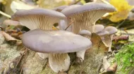 Răsaduri pentru ciuperci - ciuperci de stridii