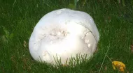 Răsaduri pentru ciuperci - Pălămidă gigantă