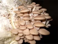 Răsaduri pentru ciuperci - ciuperci de stridii