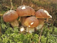 Rasad ciuperci de pădure 2+1