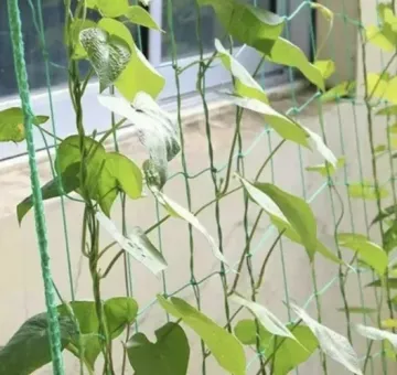 Plasă de susținere a plantelor 2 x 10 m - verde