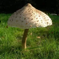 Răsaduri pentru ciuperci- Bedla înaltă